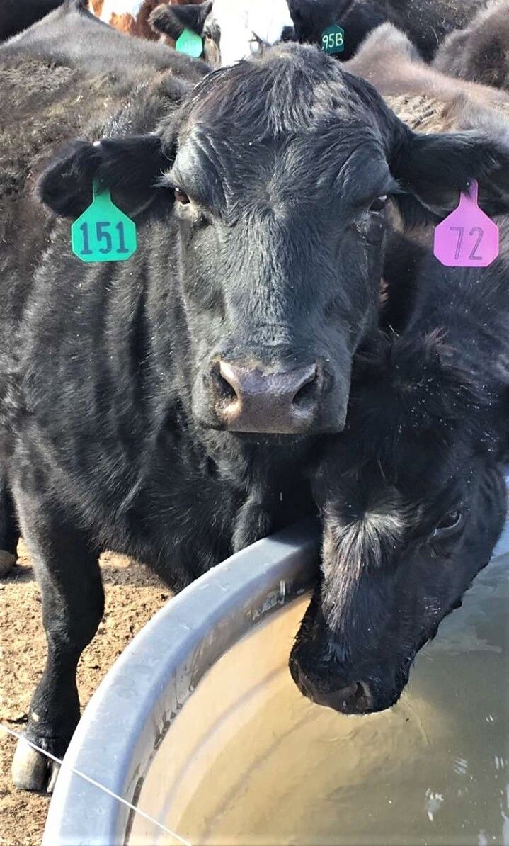 CC Cull Cow Close Up